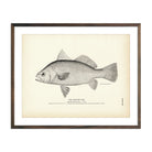 Yellow Tail Art Print - Muir Way - Fisheries