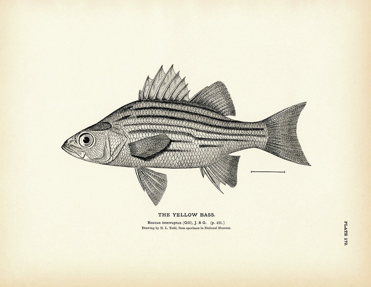 Yellow Bass Art Print - Muir Way - Fisheries