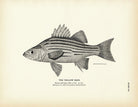 Yellow Bass Art Print - Muir Way - Fisheries