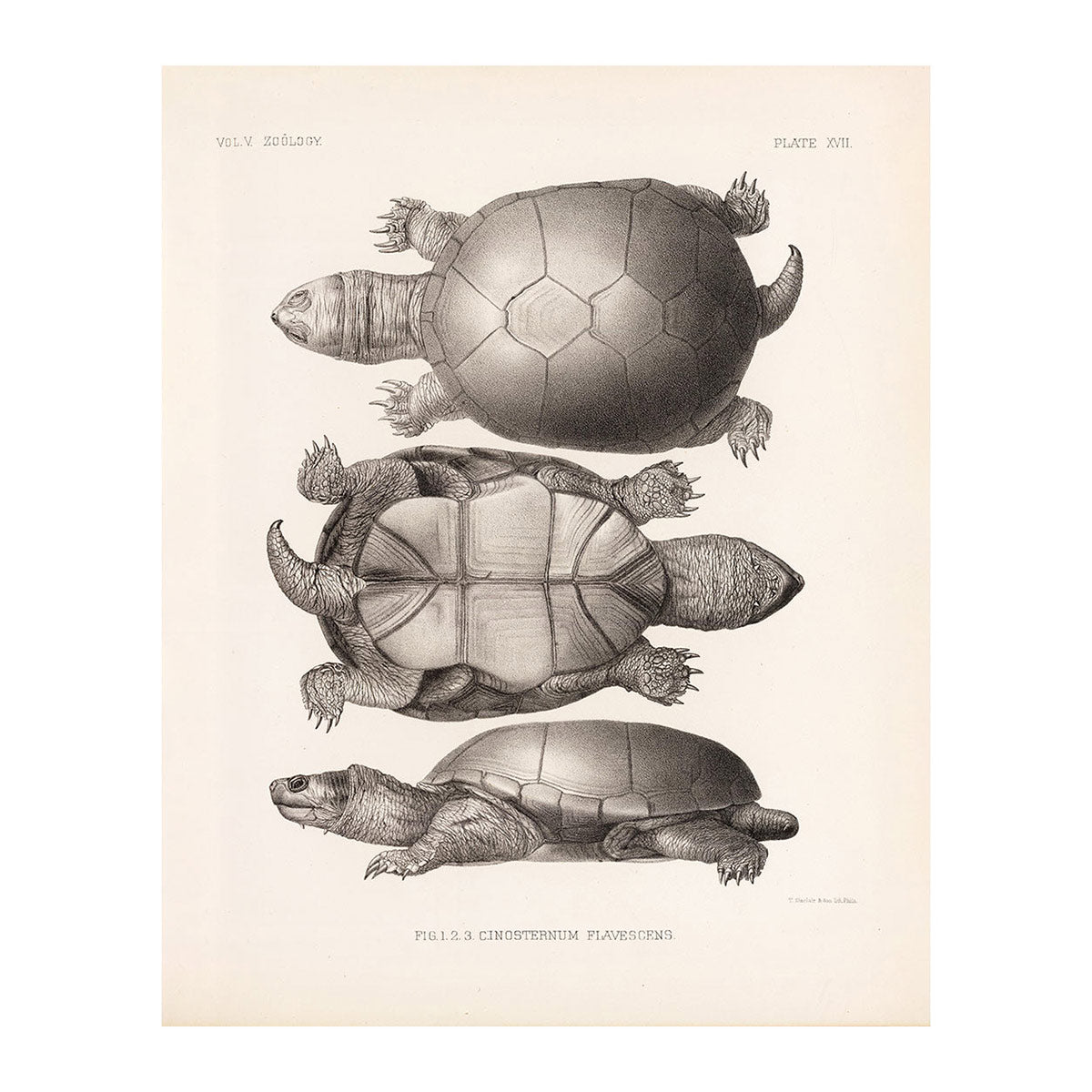 Yellow Mud Turtle Art Print - Muir Way - Animals