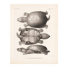 Yellow Mud Turtle Art Print - Muir Way - Animals