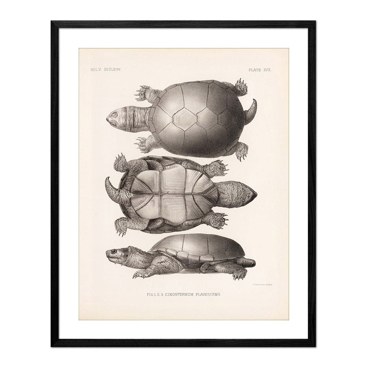 Yellow Mud Turtle Art Print - Muir Way - Animals