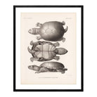 Yellow Mud Turtle Art Print - Muir Way - Animals