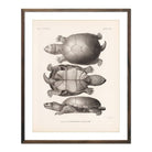 Yellow Mud Turtle Art Print - Muir Way - Animals