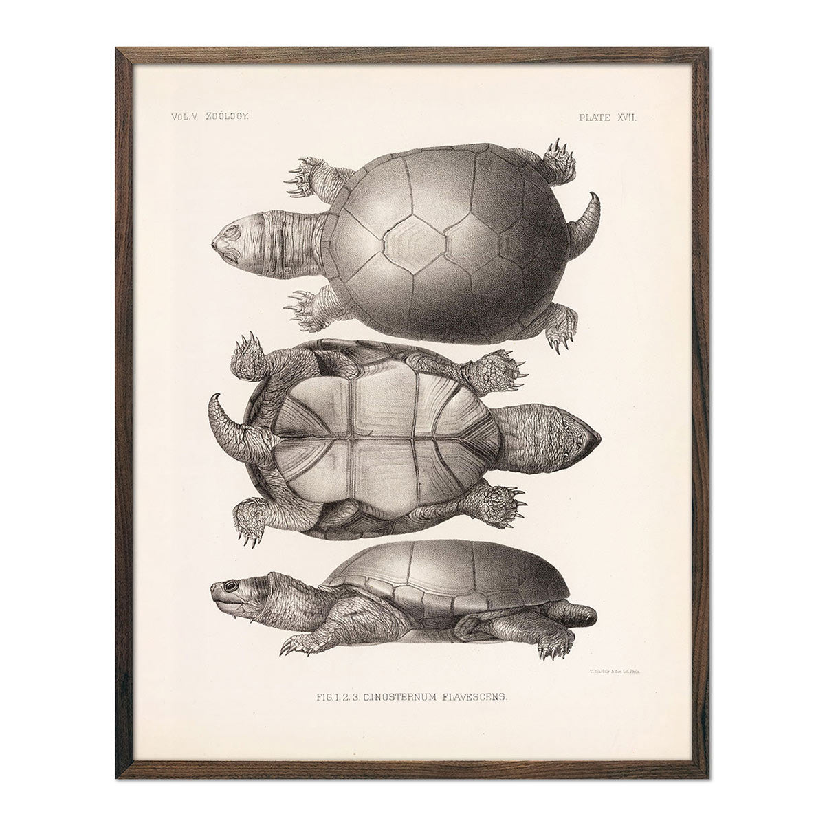 Yellow Mud Turtle Art Print - Muir Way - Animals