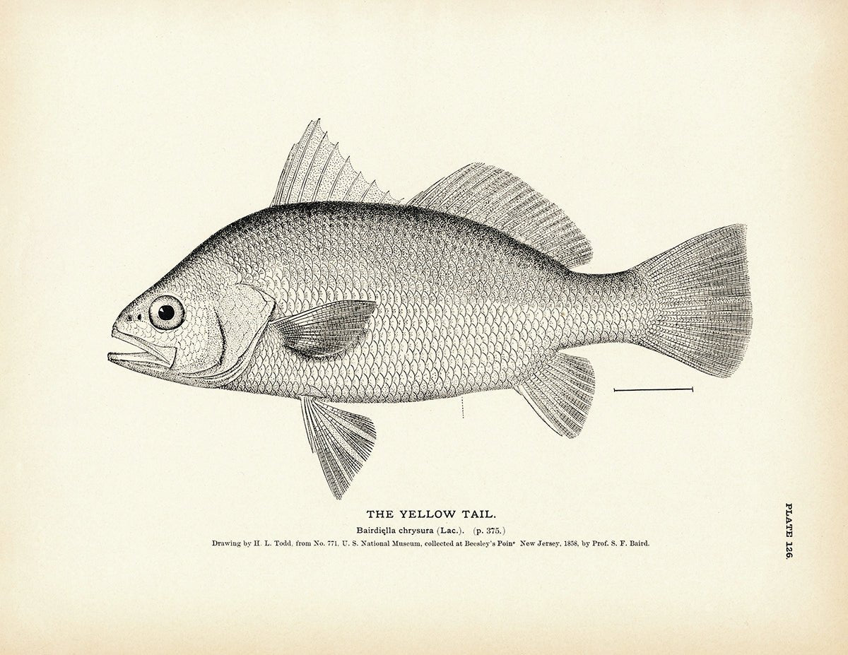 Yellow Tail Art Print - Muir Way - Fisheries