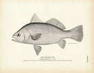 Yellow Tail Art Print - Muir Way - Fisheries