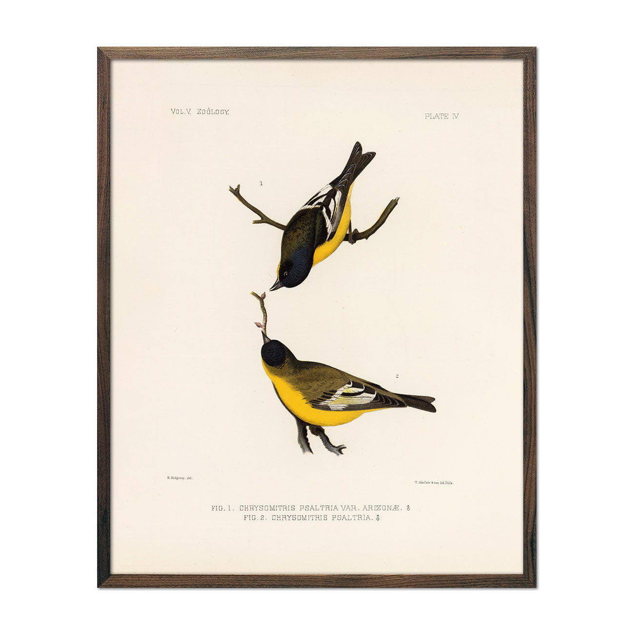 1875 Zoology Lithographs