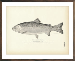 1884 Fish Drawings