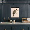 Grey Jay Art Print