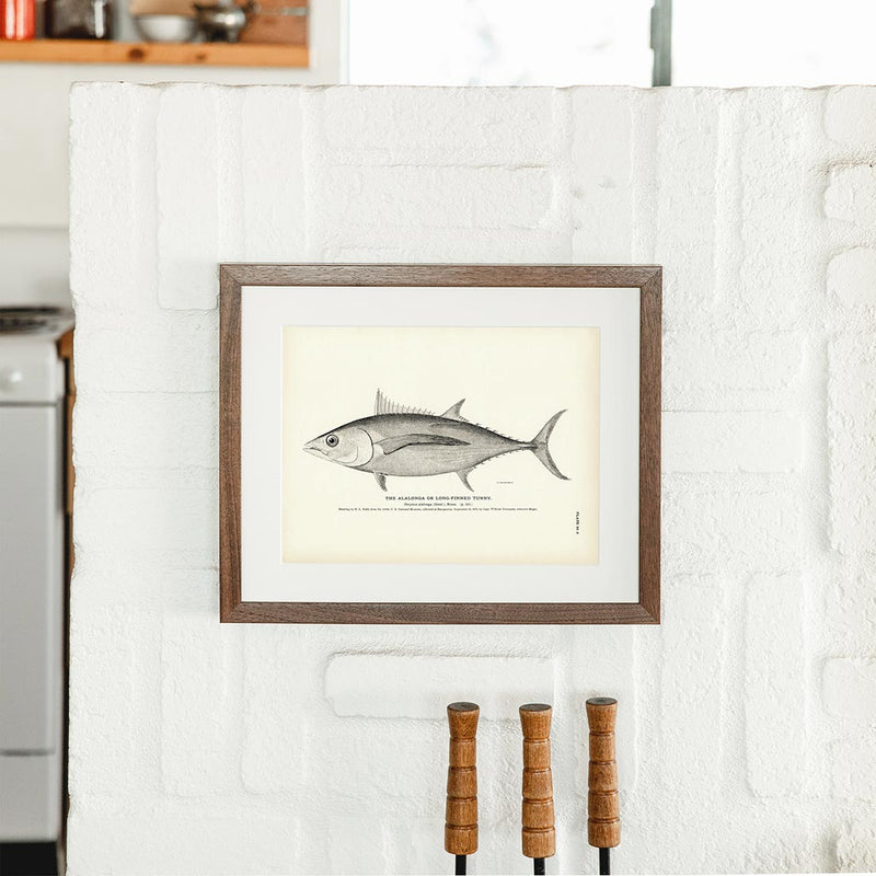 Alalonga (Long - Finned Tunny) Art Print - Muir Way - Fisheries