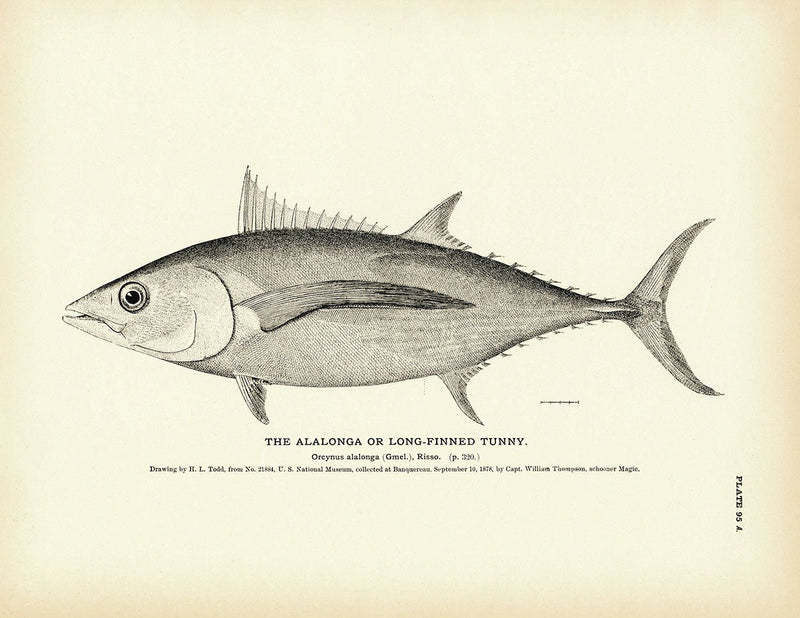 Alalonga (Long - Finned Tunny) Art Print - Muir Way - Fisheries