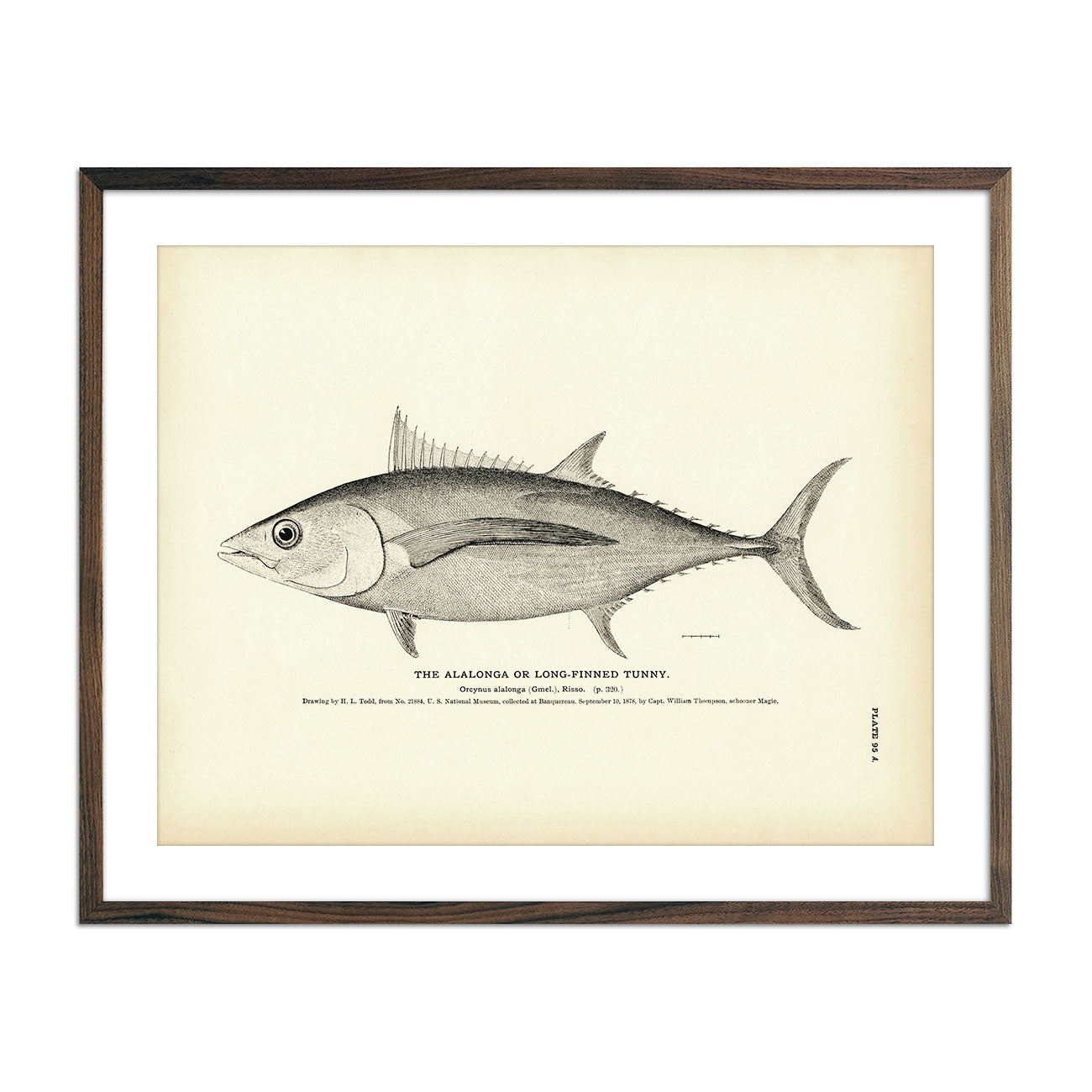 Vintage Alalonga fish print