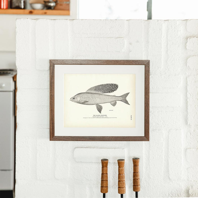 Alaska Grayling Art Print - Muir Way - Fisheries