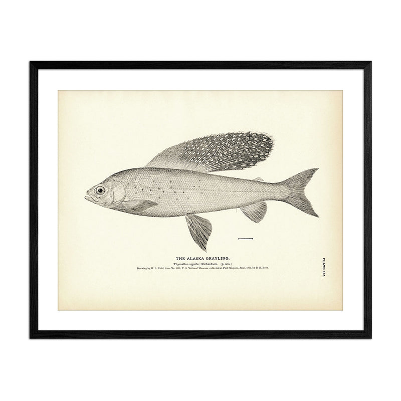 Alaska Grayling Art Print - Muir Way - Fisheries