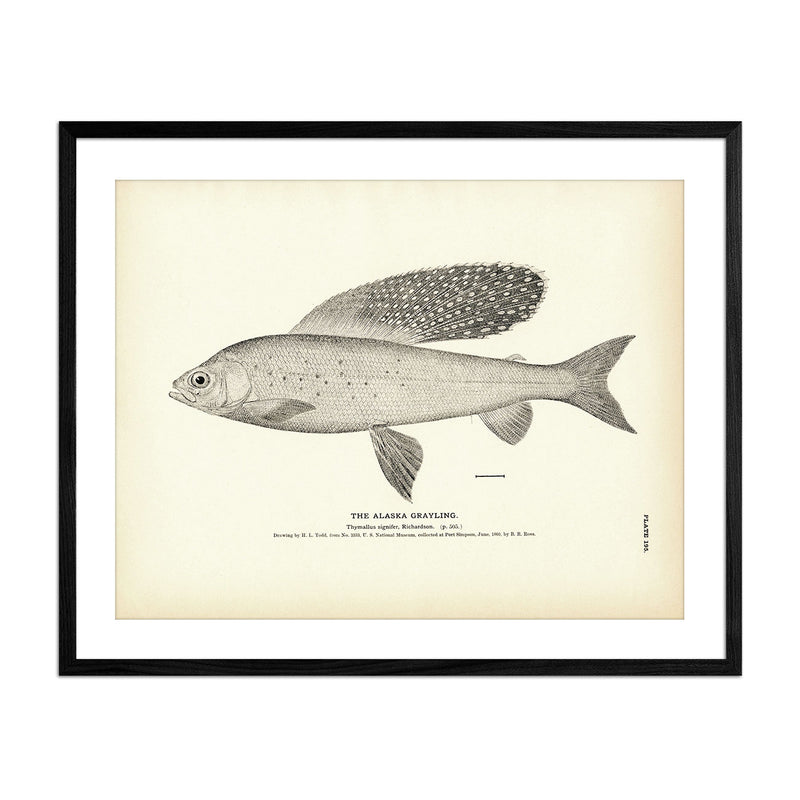 Vintage Alaska Grayling fish print