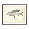 Vintage Alaska Grayling fish print