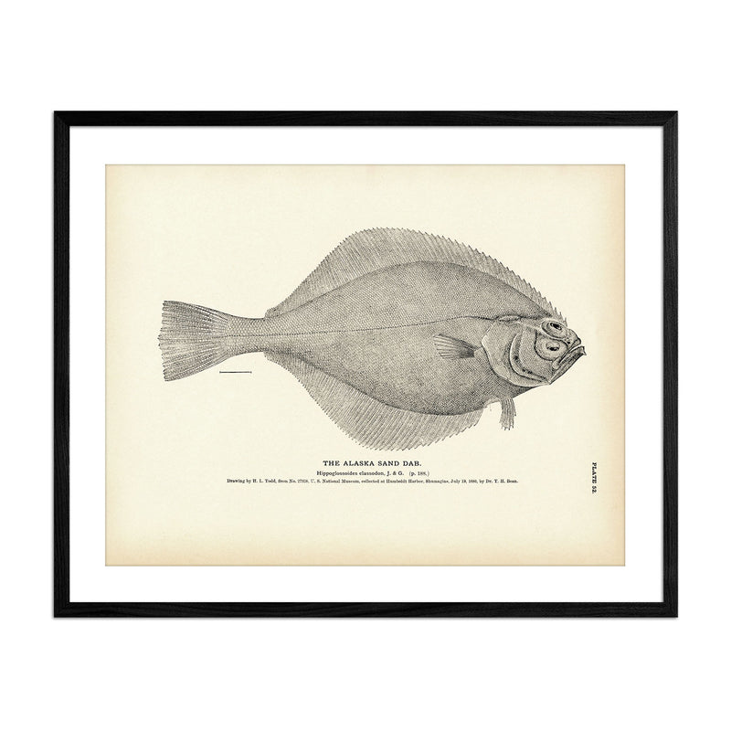 Alaska Sand Dab Art Print - Muir Way - Fisheries