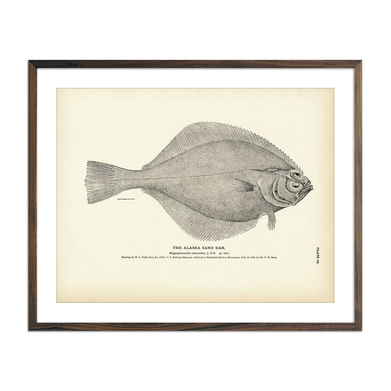 Vintage Alaska Sand Dab fish print