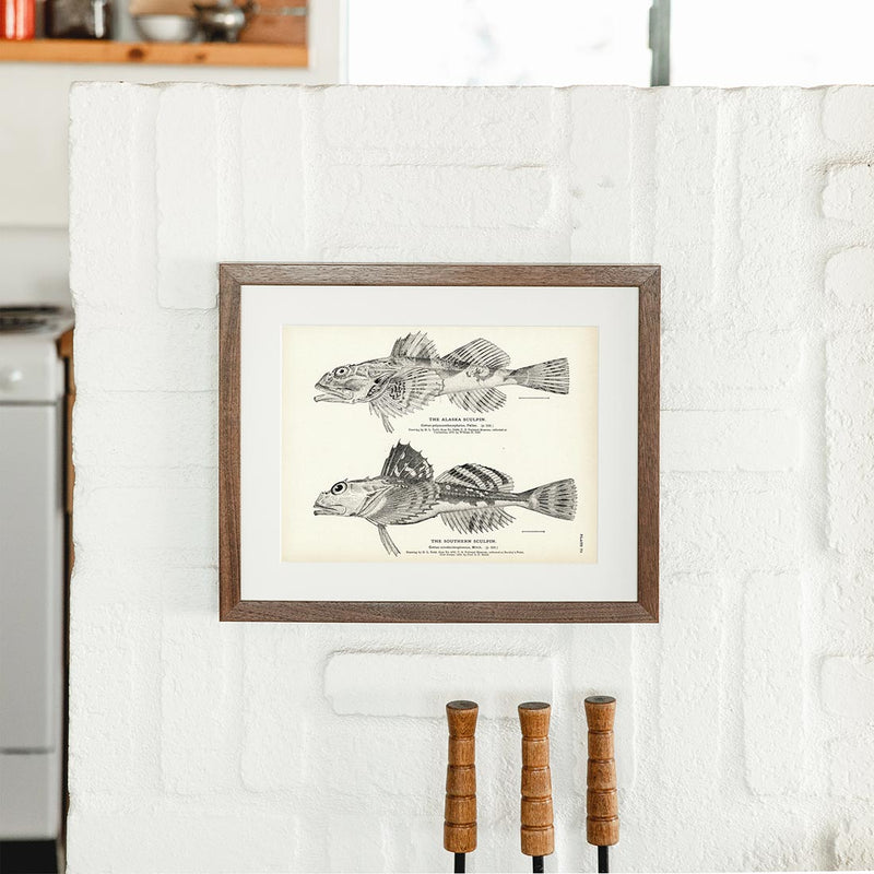 Alaska Sculpin and Southern Sculpin Art Print - Muir Way - Fisheries