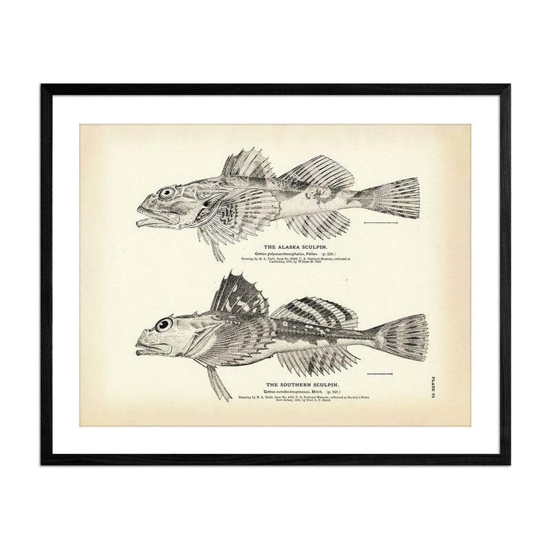 Vintage Alaska and Southern Sculpin fish print