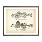Vintage Alaska and Southern Sculpin fish print