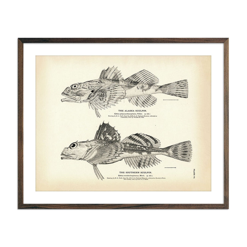 Alaska Sculpin and Southern Sculpin Art Print - Muir Way - Fisheries