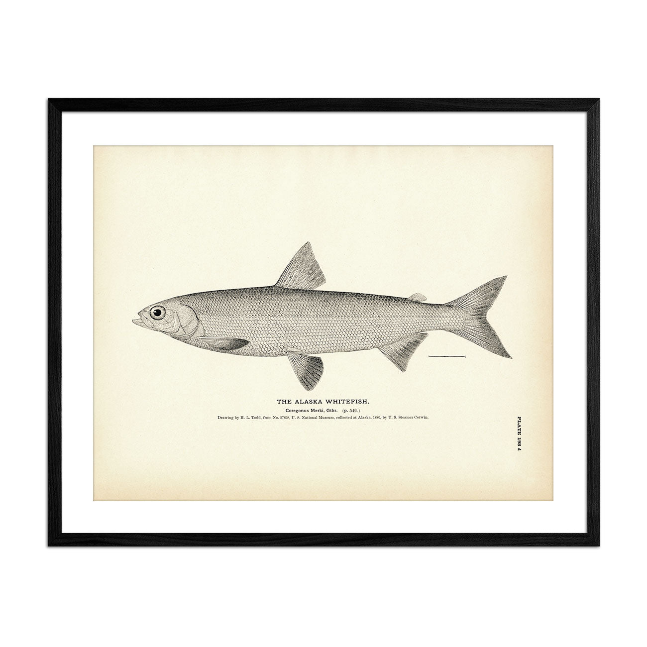 1884 Fish Drawings – Muir Way