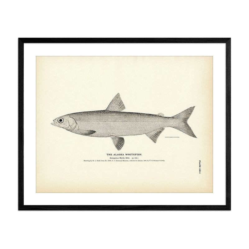 Alaska Whitefish Art Print - Muir Way - Fisheries