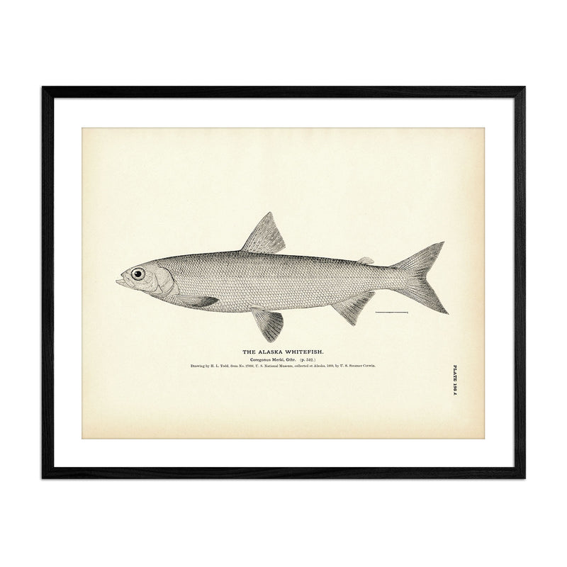 Vintage Alaska Whitefish fish print