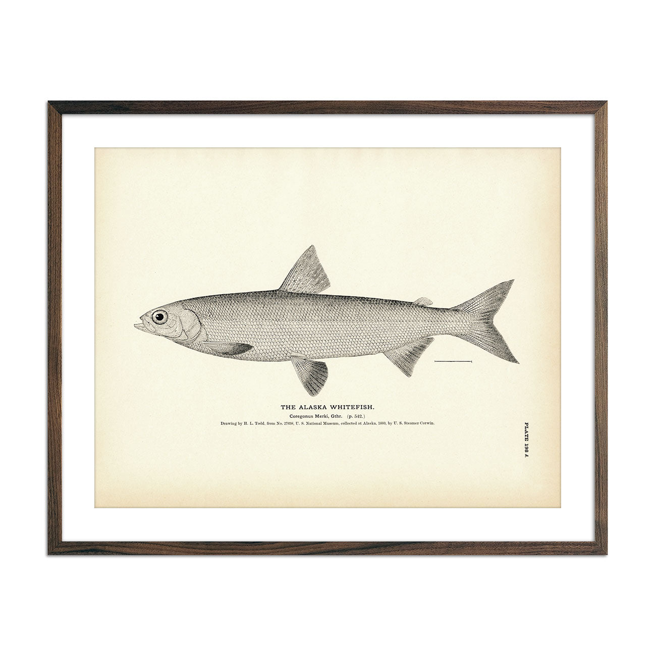 Vintage Alaska Whitefish fish print