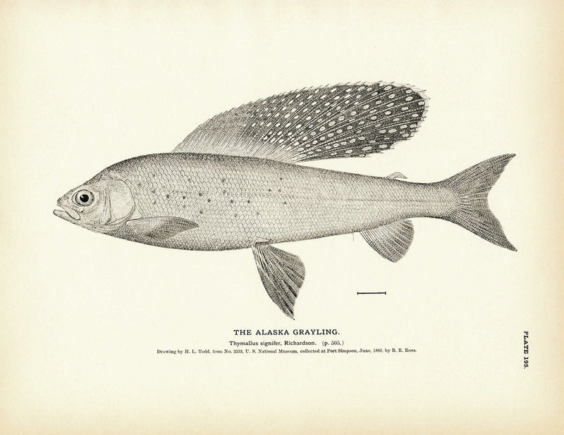 Alaska Grayling Art Print - Muir Way - Fisheries