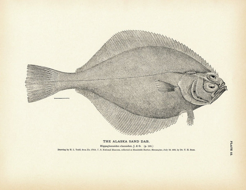 Alaska Sand Dab Art Print - Muir Way - Fisheries