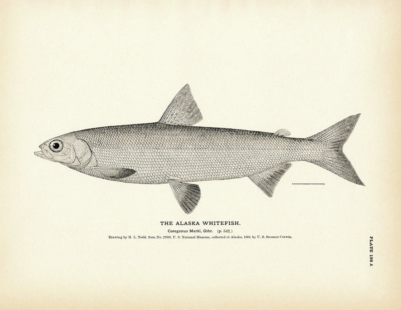 Alaska Whitefish Art Print - Muir Way - Fisheries