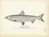 Alaska Whitefish Art Print
