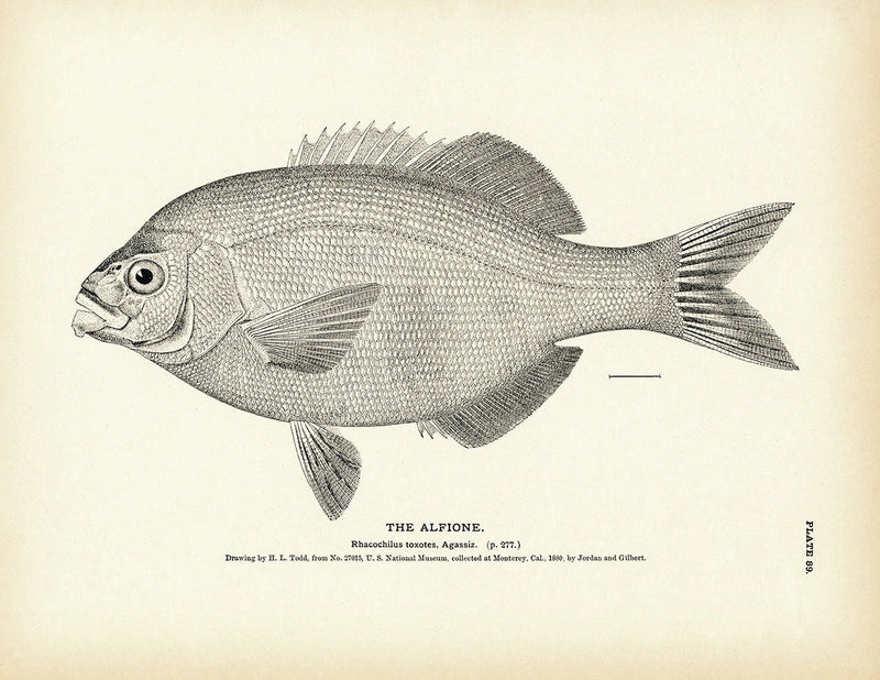 Alfione Art Print - Muir Way - Fisheries
