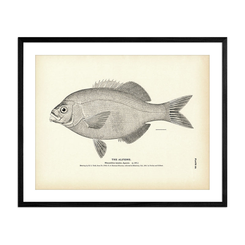 Alfione Art Print - Muir Way - Fisheries