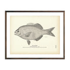Vintage Alfione fish print