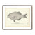 Vintage Alfione fish print