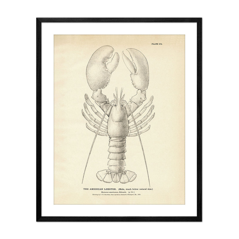 American Lobster Art Print - Muir Way - Fisheries