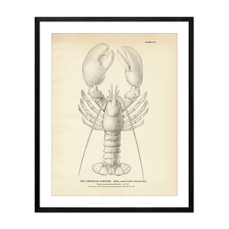 Vintage American Lobster fish print