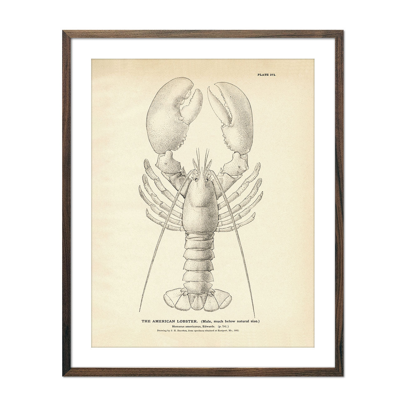 Vintage American Lobster fish print