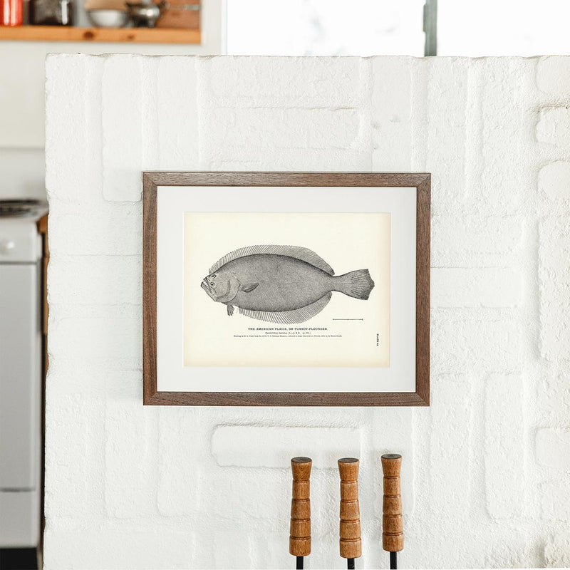 American Plaice (Turbot - Flounder) Art Print - Muir Way - Fisheries