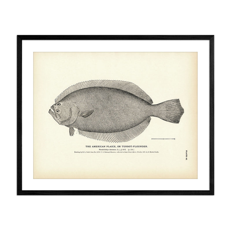 American Plaice (Turbot - Flounder) Art Print - Muir Way - Fisheries