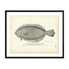 American Plaice (Turbot-Flounder) Art Print