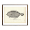 Vintage American Plaice fish print