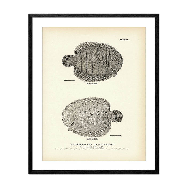 American Sole (Hog Choker) Art Print - Muir Way - Fisheries