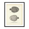 American Sole (Hog Choker) Art Print