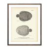 Vintage American Sole fish print