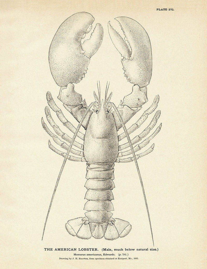 American Lobster Art Print - Muir Way - Fisheries